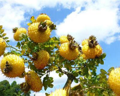 刺梨加工生产线