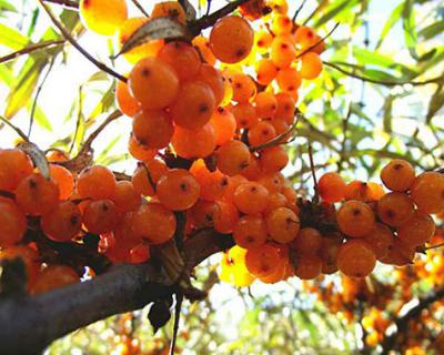 沙棘果加工生产线