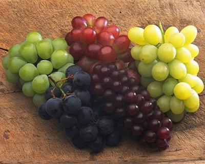 葡萄加工生产线