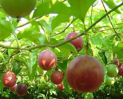 百香果、西番莲加工生产线