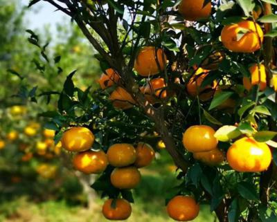 新会柑果球加工生产线